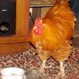 Medical Supplies For The Barn